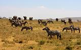 TANZANIA - Serengeti National Park - 053